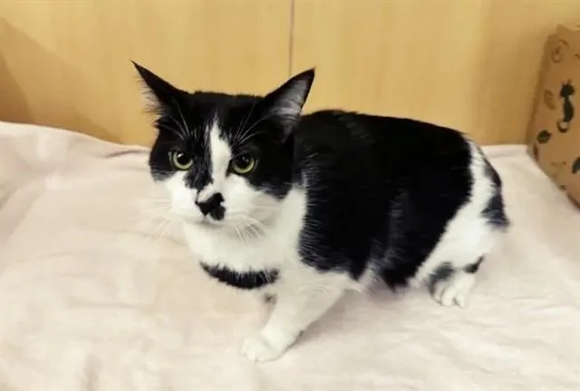 A young large-sized female Domestic Short Hair cat named Penelope for adoption in Saint Louis, MO