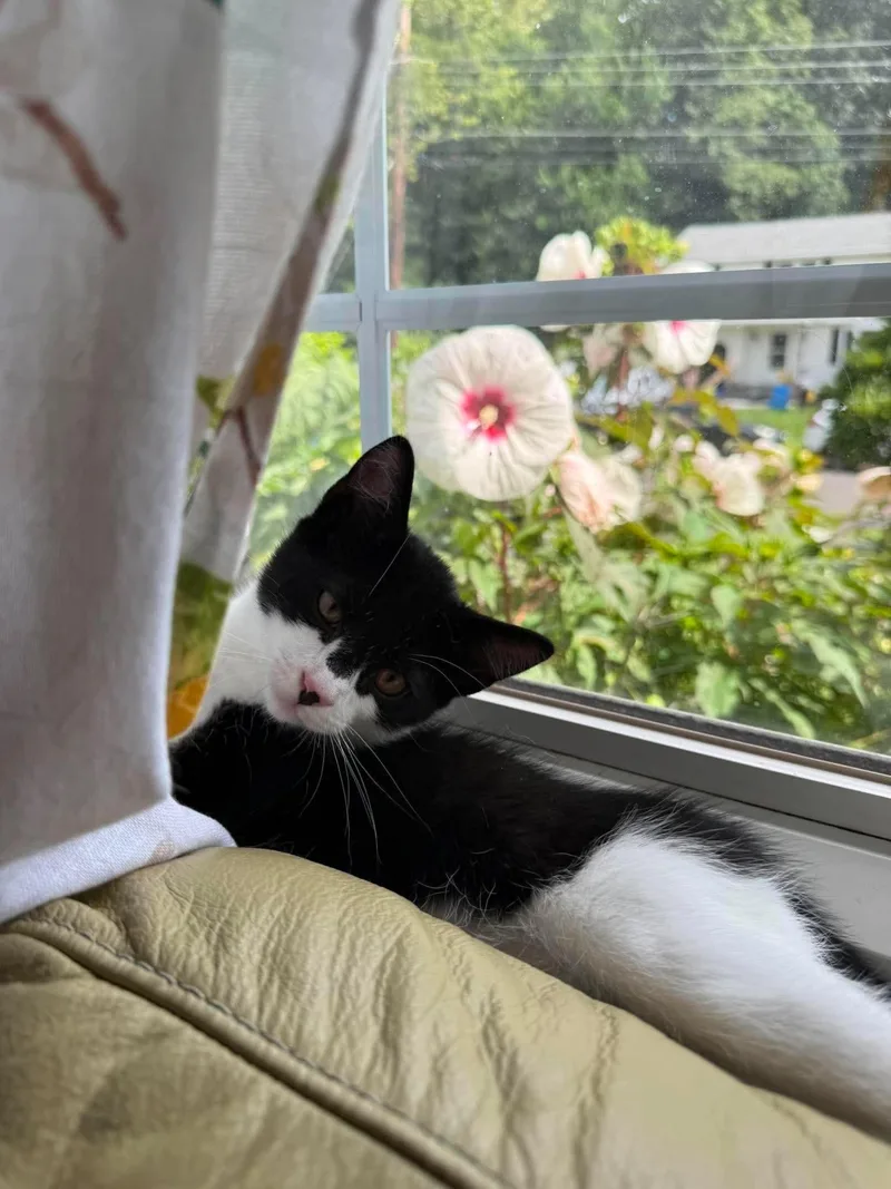 A young medium-sized male Domestic Short Hair cat named Shortcake for adoption in Manchester, CT