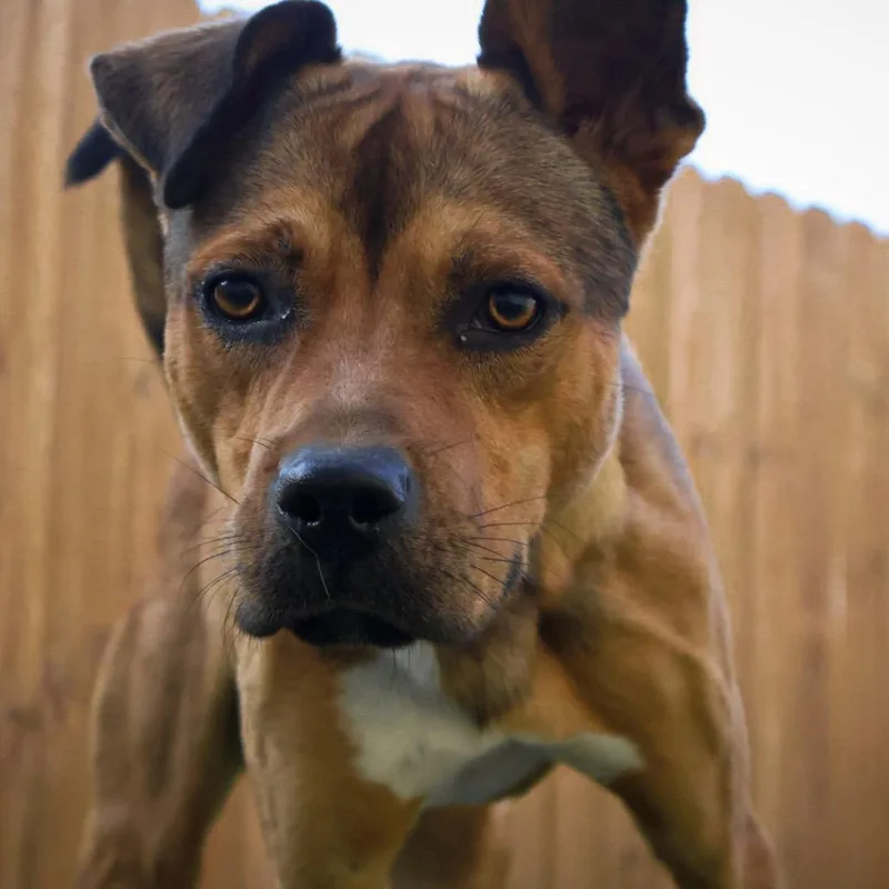 An adult medium-sized male Shepherd dog named Brett JuM for adoption in Austin, TX