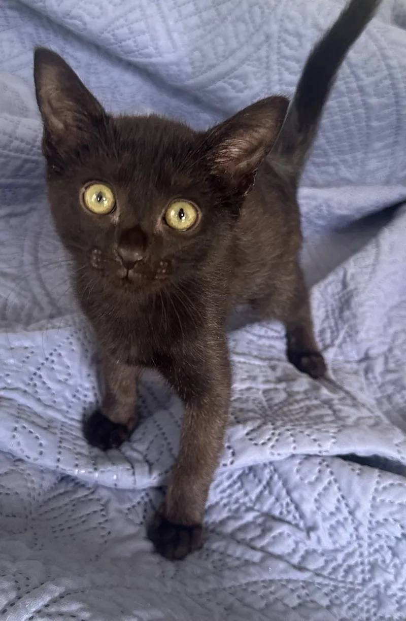 A baby small-sized female Domestic Short Hair cat named Pebble for adoption in Carlsbad, CA