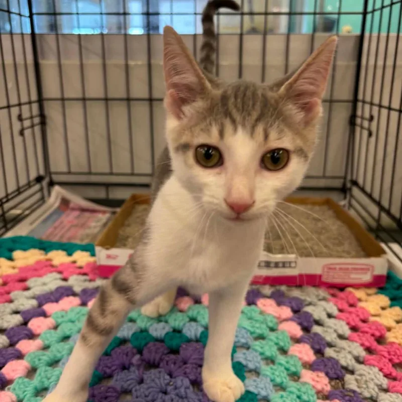 A baby small-sized female Gray / Blue / Silver Domestic Short Hair cat named Oregano for adoption in Inwood, WV