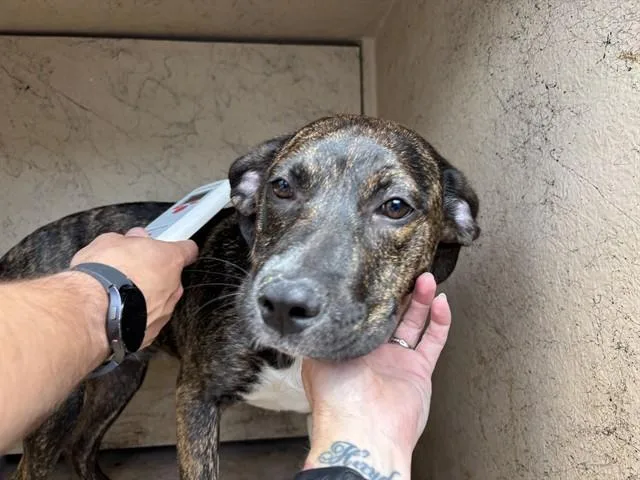 A young small-sized female Mastiff dog named Lucy for adoption in Oklahoma City, OK