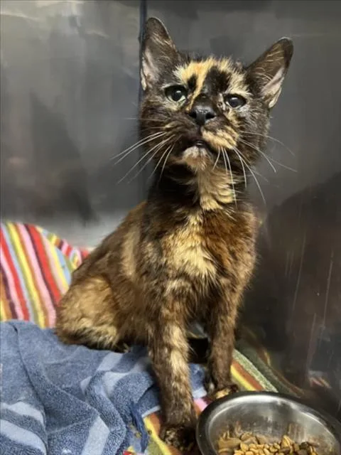An adult medium-sized female Domestic Medium Hair cat named Fiera for adoption in Woodland, CA
