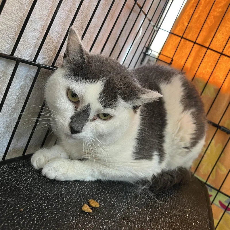 An adult medium-sized female White Domestic Short Hair cat named Summerset for adoption in Salisbury, MA