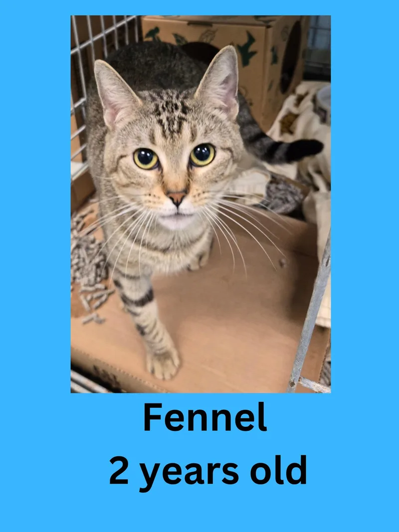 Fennel