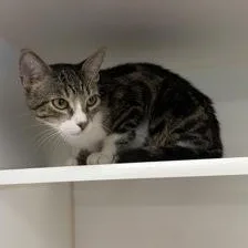 Bebe