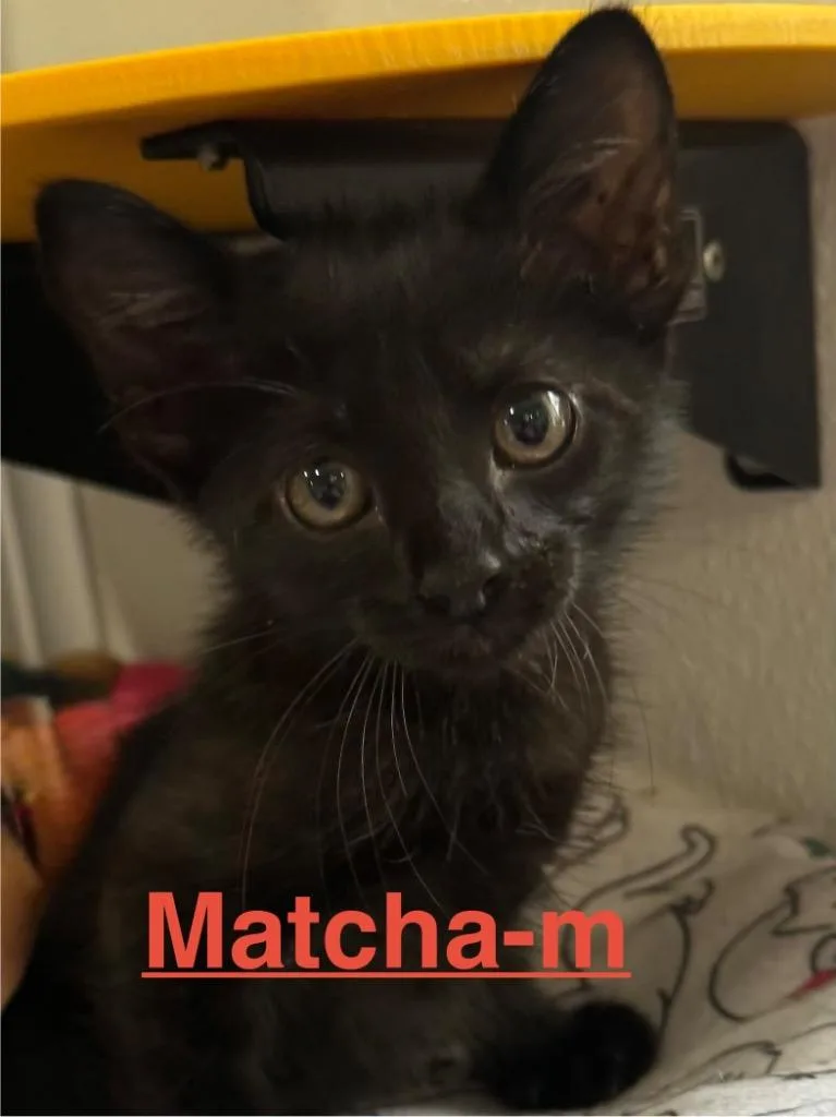Matcha
