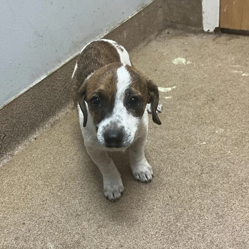 A baby small-sized male Brown / Chocolate Mixed Breed dog named Banjo for adoption in Chattanooga, TN