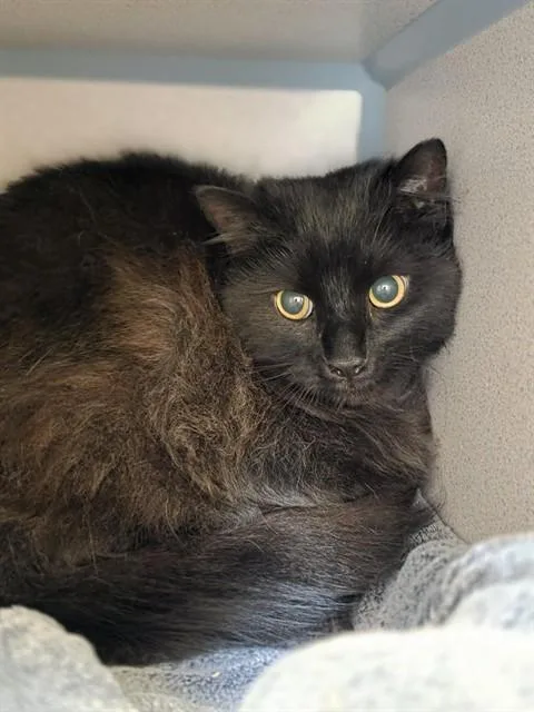 An adult small-sized male Domestic Medium Hair cat named Duncan for adoption in Aliquippa, PA