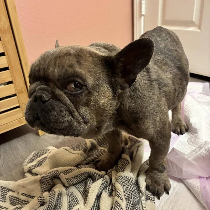 A senior small-sized male Brindle French Bulldog dog named Knuggles for adoption in Pensacola, FL