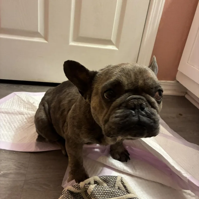 Knuggles thumbnail 2