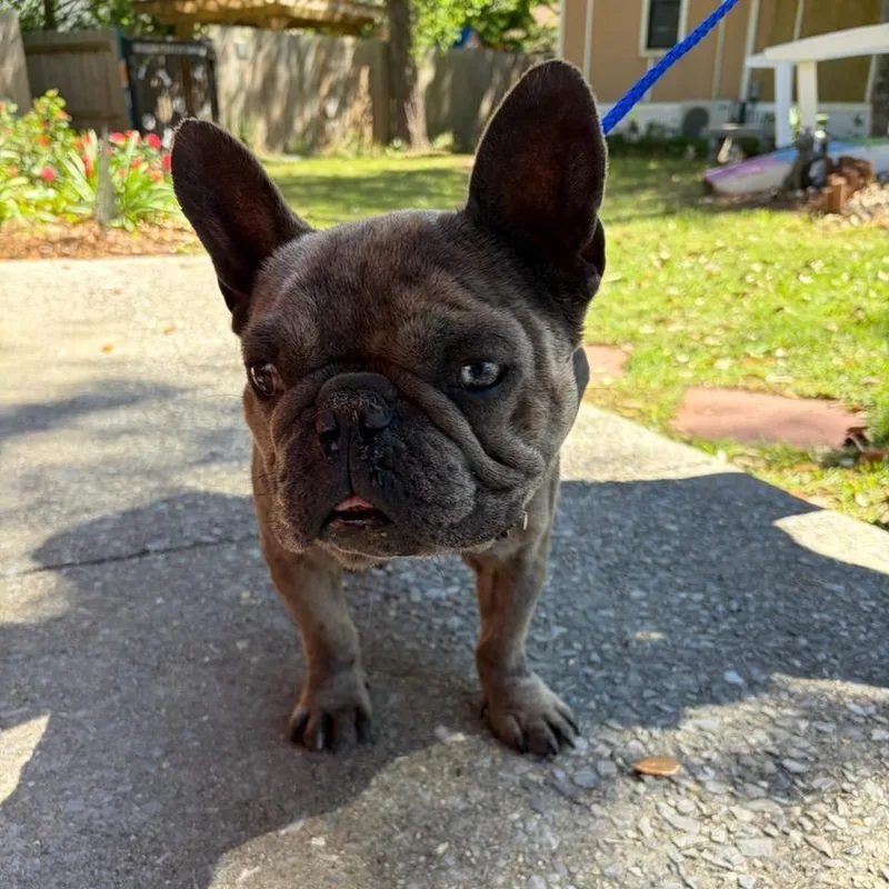 Knuggles thumbnail 3