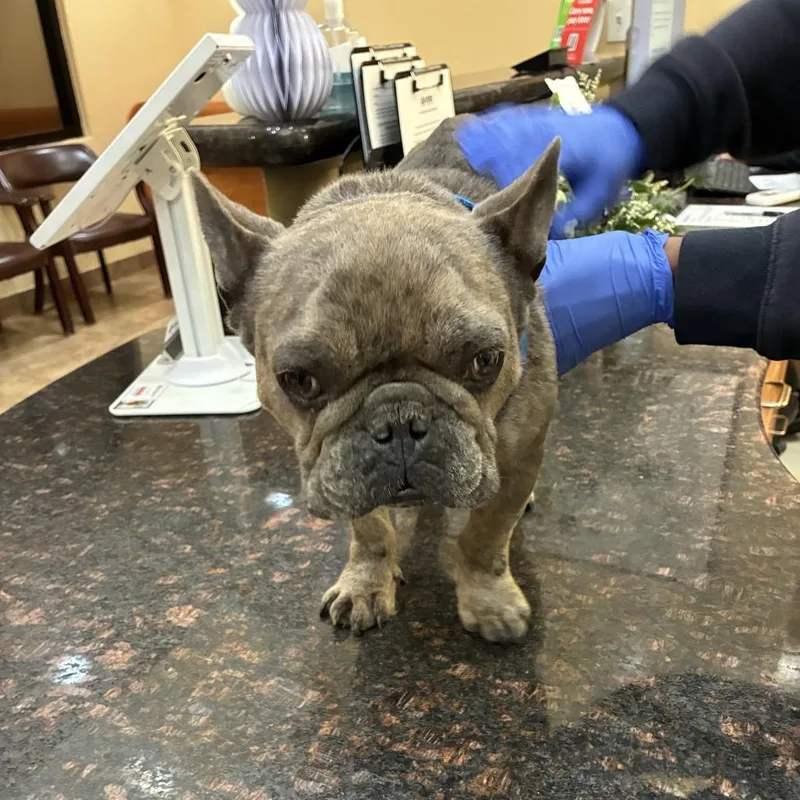 Knuggles thumbnail 4