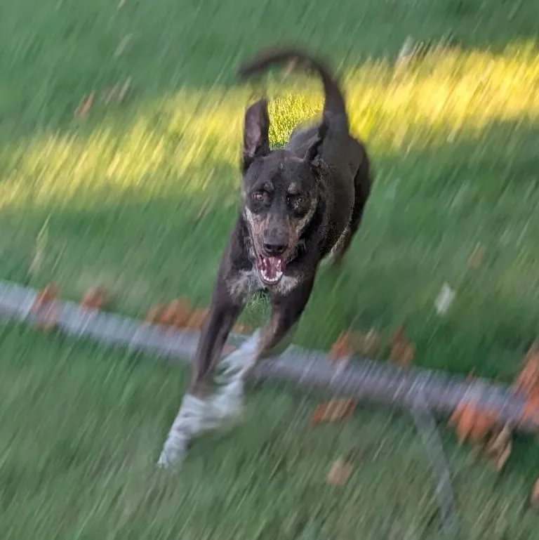 Choco is arriving to thumbnail 4