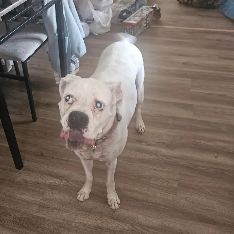 A senior large-sized female White / Cream Boxer dog named Luna Courtesy Listed Boxer for adoption in Midland, MI