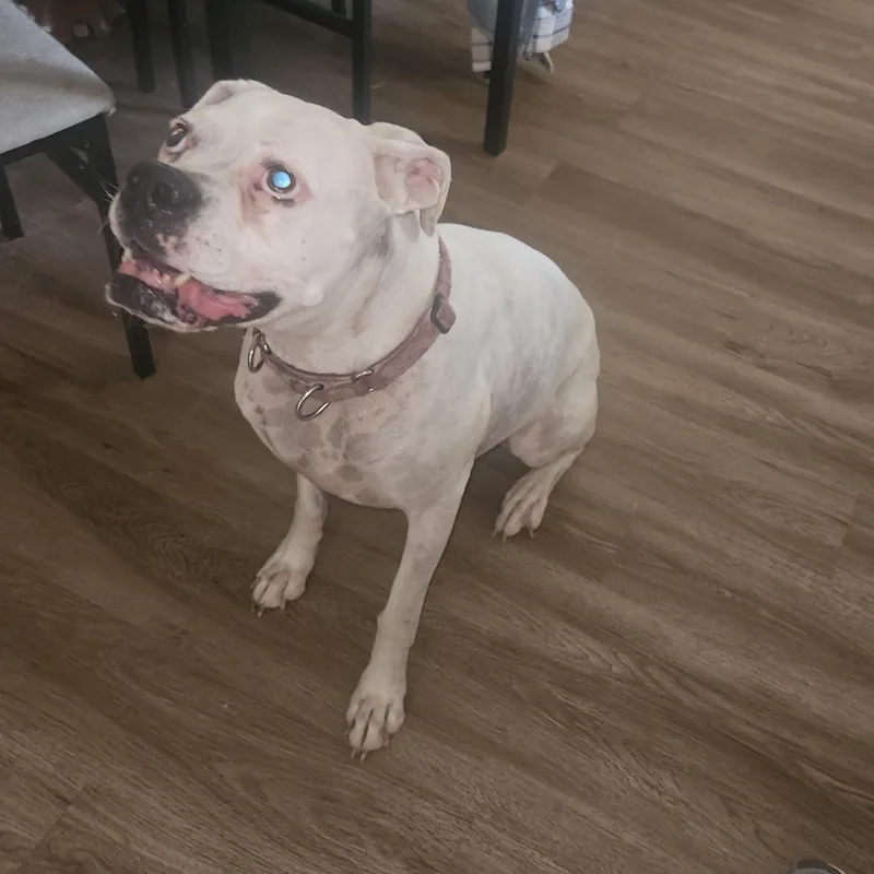 Luna Courtesy Listed Boxer thumbnail 2