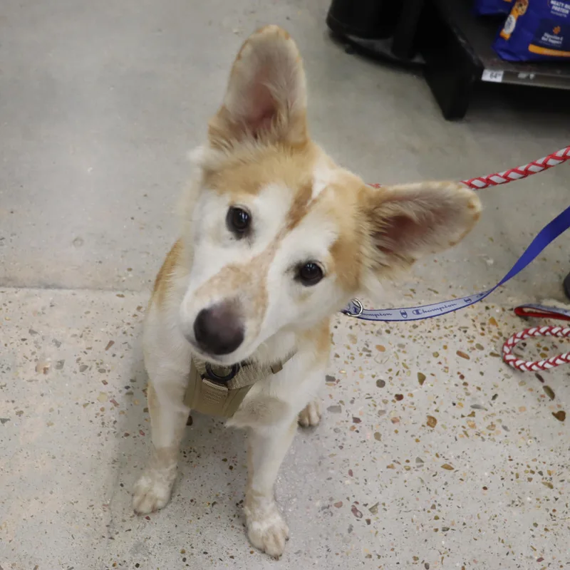 A young medium-sized male Yellow / Tan / Blond / Fawn Shepherd dog named Ace  Playful and for adoption in League City, TX