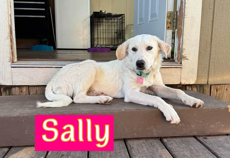 A young medium-sized female Great Pyrenees dog named Sally for adoption in Keller, TX
