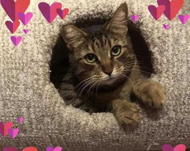 Munchkin thumbnail 2