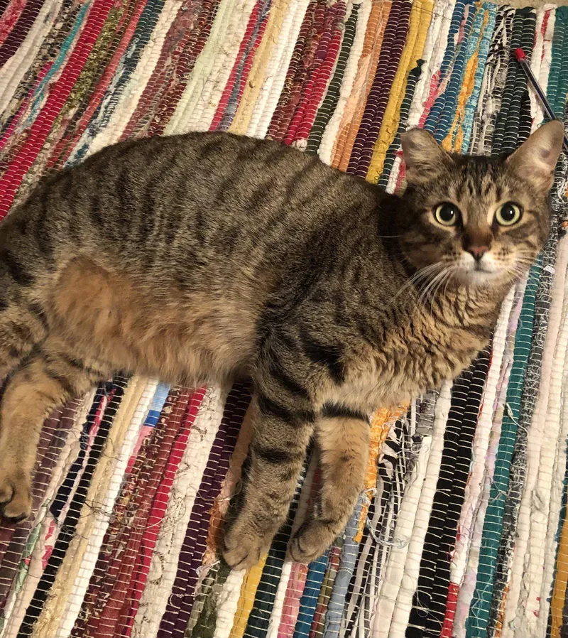 Munchkin thumbnail 3