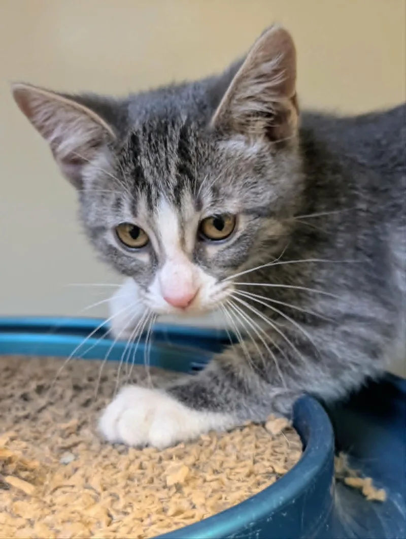 A young small-sized female Domestic Short Hair cat named Phillie for adoption in Waupun, WI