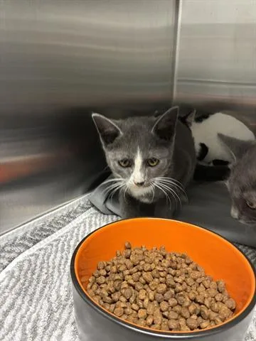 A baby small-sized male Domestic Short Hair cat named Natty for adoption in San Martin, CA