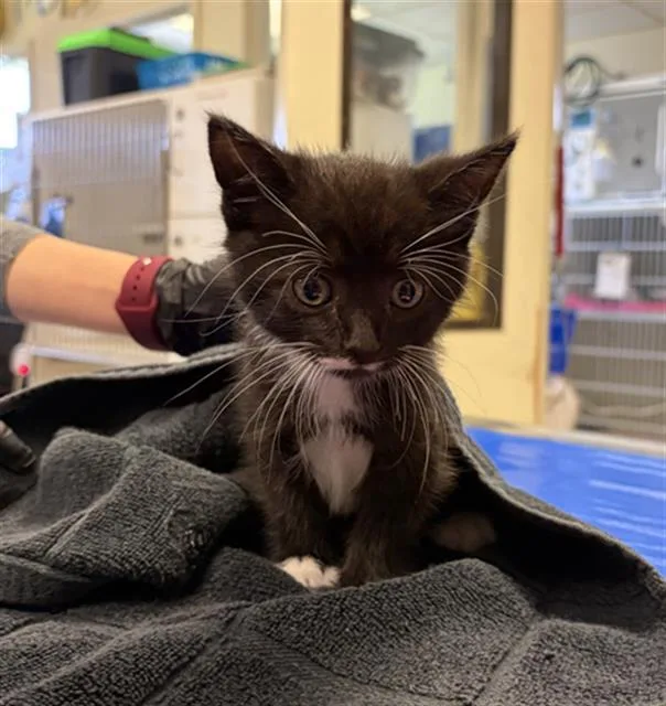 A baby small-sized male Domestic Short Hair cat named A for adoption in Camarillo, CA