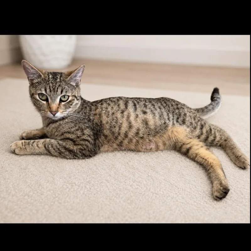 A young medium-sized female Buff / Tan / Fawn Domestic Short Hair cat named Mia for adoption in Long Beach, CA