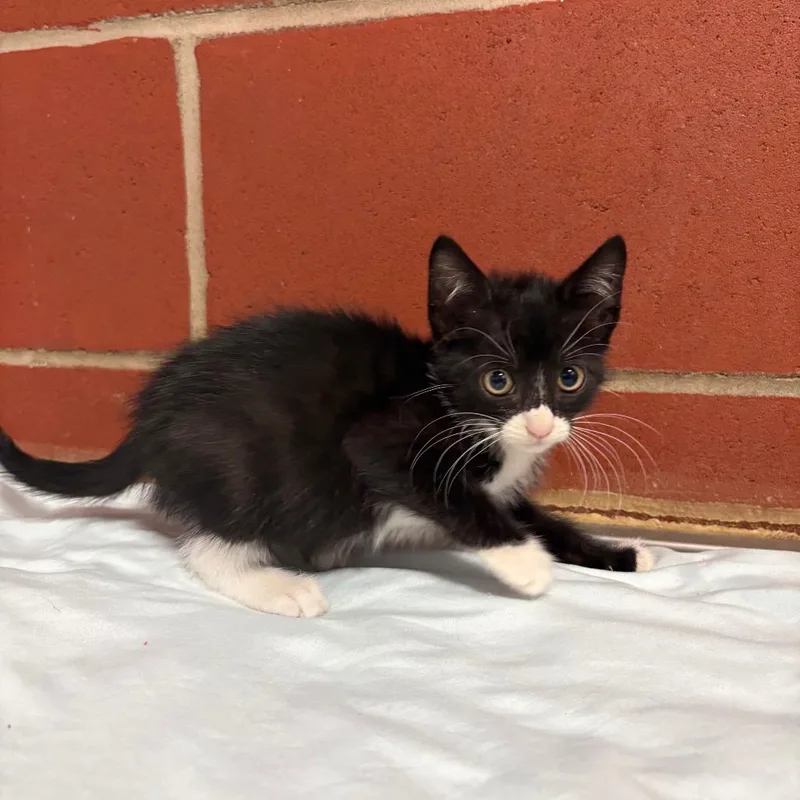 A baby small-sized female Black Domestic Short Hair cat named Adelin for adoption in Cabot, AR