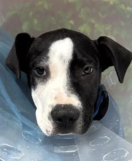 A young small-sized male American Staffordshire Terrier dog named New Orleans for adoption in San Antonio, TX