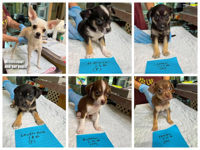 A baby small-sized female Chihuahua dog named Mississippi and her pups for adoption in Benton, LA
