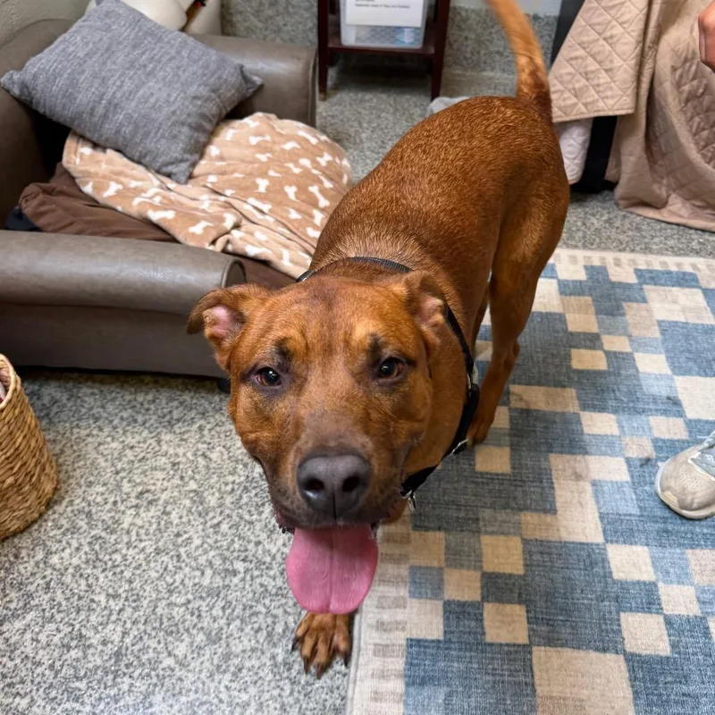 An adult large-sized male Red / Chestnut / Orange Boxer dog named Roker for adoption in Falls Church, VA