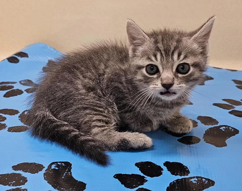 A baby small-sized male Domestic Short Hair cat named Dale for adoption in Washington Court House, OH