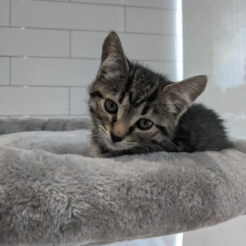 Peanut