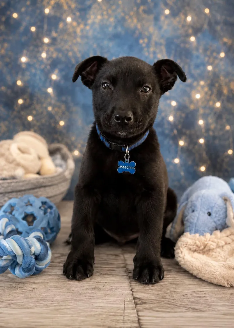 A baby medium-sized male German Shepherd Dog dog named Meechie for adoption in Melbourne , FL