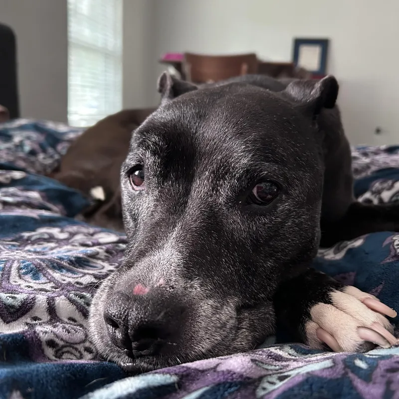 A senior medium-sized female Black Pit Bull Terrier dog named Star for adoption in Haslet, TX