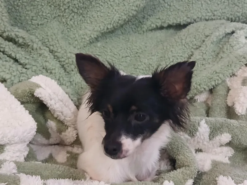 A young small-sized male Chihuahua dog named Merrel for adoption in Fort Worth, TX