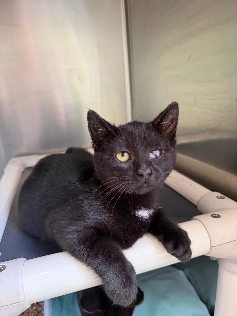 A baby medium-sized female Domestic Short Hair cat named Cat Benetar for adoption in Pomona, NY