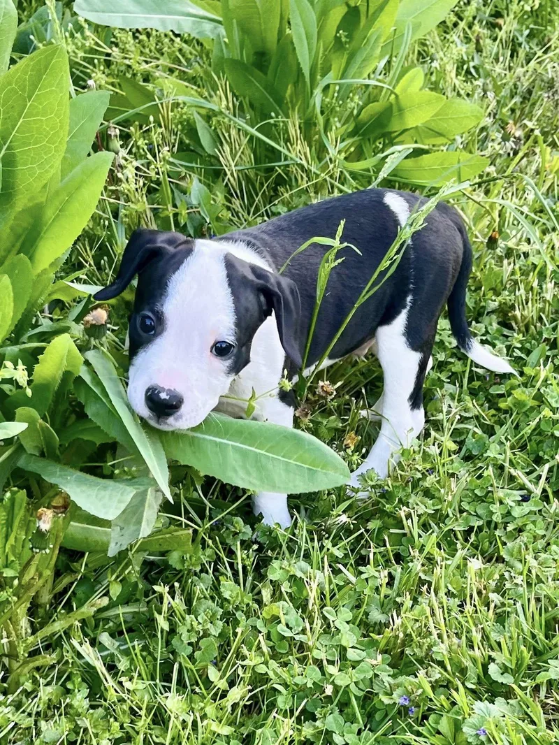 A baby medium-sized male Pit Bull Terrier dog named Pocket for adoption in Salisbury, MD
