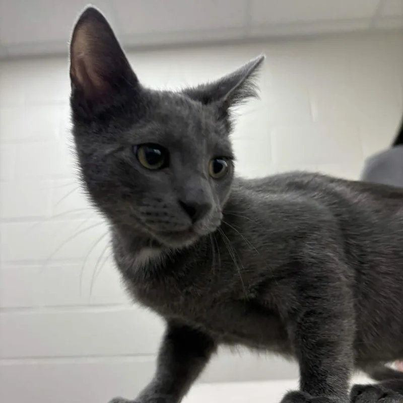 A baby small-sized male Gray / Blue / Silver Domestic Short Hair cat named Mooney for adoption in Beaumont, TX