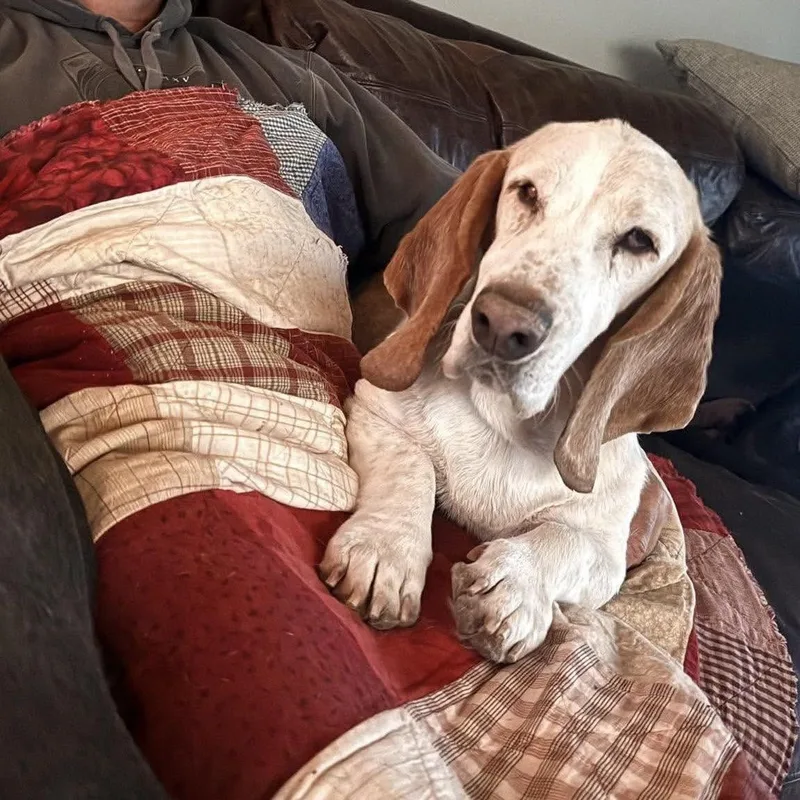 A senior medium-sized male Basset Hound dog named Ted for adoption in Mead, CO