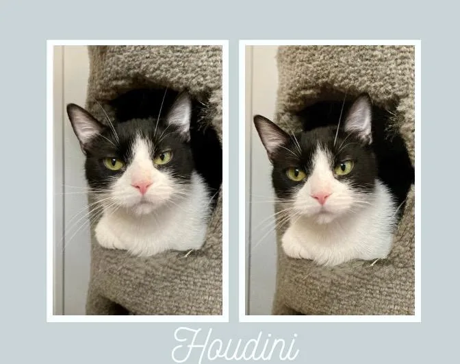 Houdini