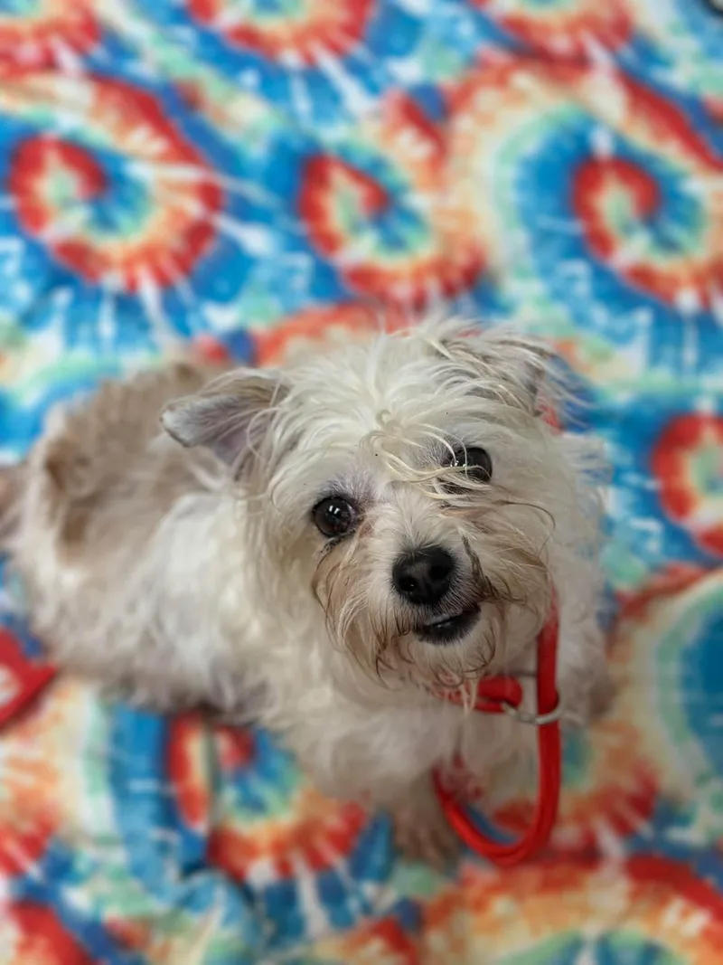 An adult small-sized female Terrier dog named Liza for adoption in Myerstown, PA