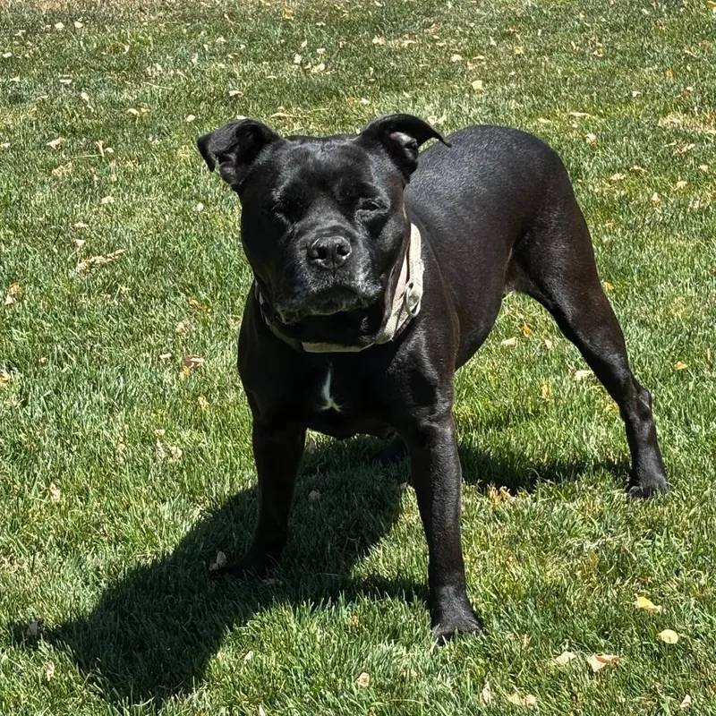 A senior medium-sized female Black Mixed Breed dog named Charlotte for adoption in Medford, OR