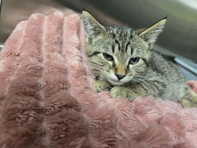 Kedi