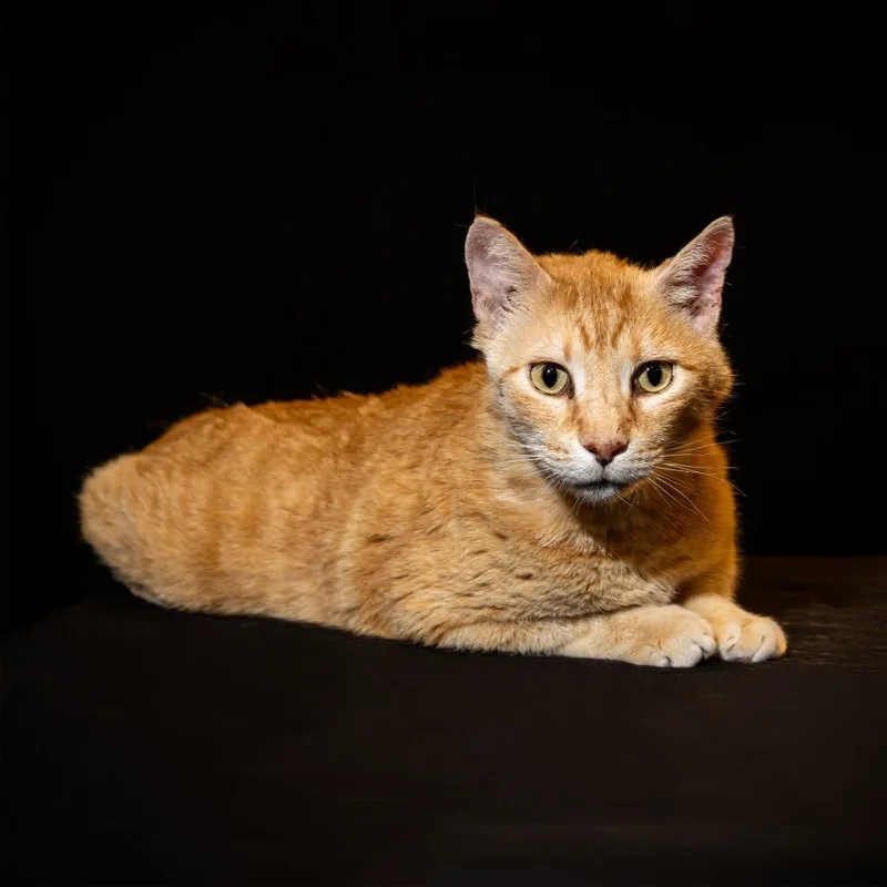 An adult large-sized male Orange / Red Domestic Short Hair cat named Alexander for adoption in Columbia, MO
