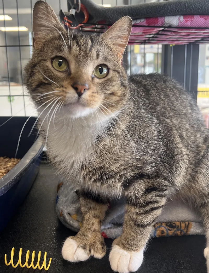 A young medium-sized male Tabby (Brown / Chocolate) Domestic Short Hair cat named Branson for adoption in Johnston, RI