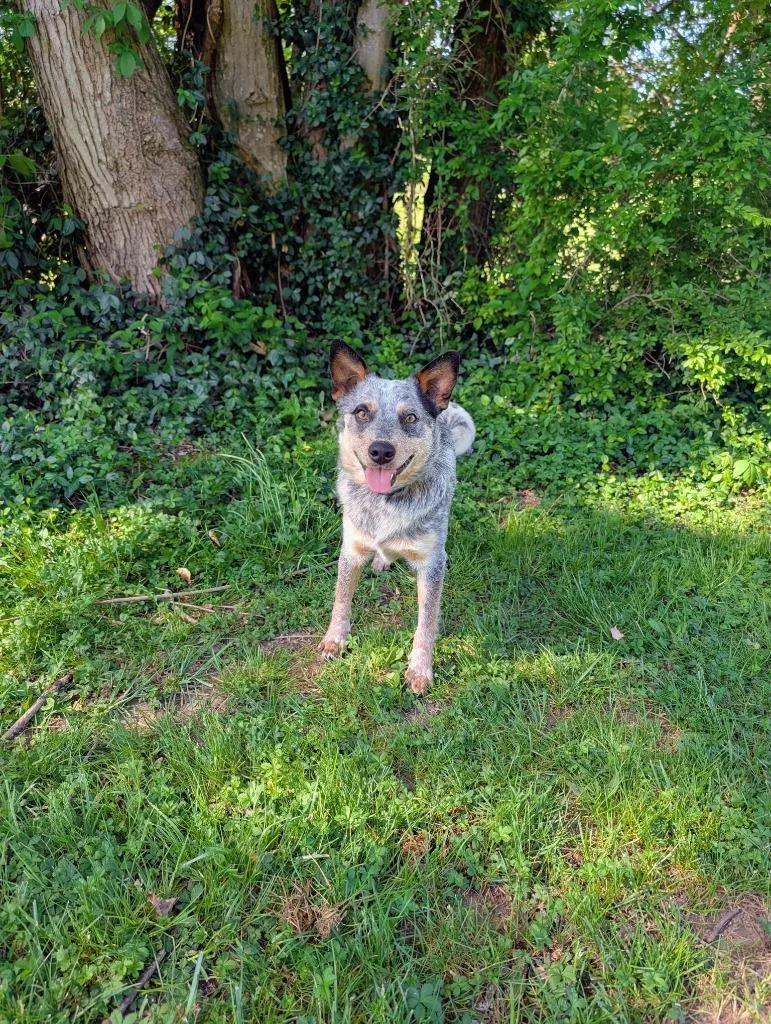 An adult medium-sized male Gray / Blue / Silver Australian Cattle Dog / Blue Heeler dog named Ozzy for adoption in Maysville, KY