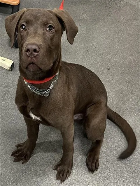 A young medium-sized male Labrador Retriever dog named Baby Boy for adoption in Upper Marlboro, MD