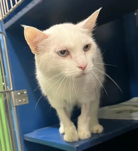A senior medium-sized female Domestic Short Hair cat named Frosty for adoption in Boston, MA